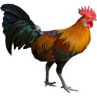 Hen