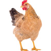 Hen