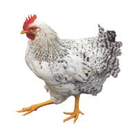 Hen