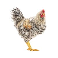 Hen
